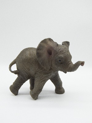 Baby Elephant Standing